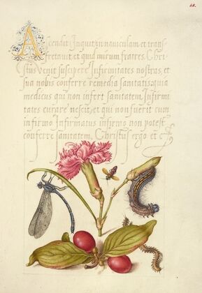 Damselfly, Carnation, Firebug, Caterpillar, Carnelian Cherry, and Centipede (1561–1596)