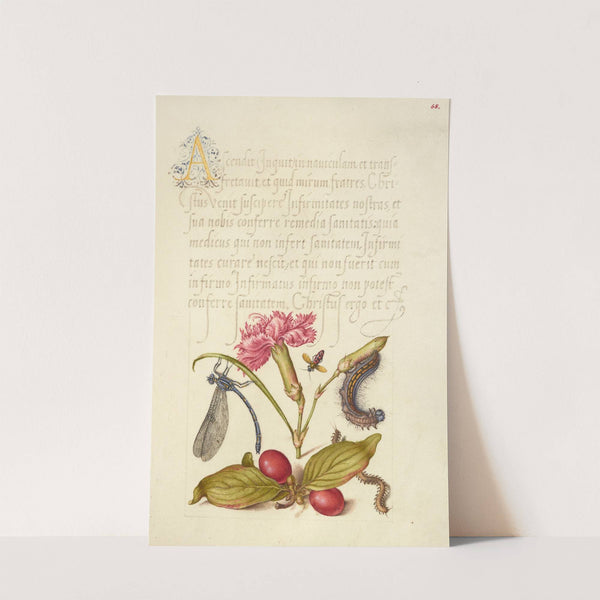 Damselfly, Carnation, Firebug, Caterpillar, Carnelian Cherry, and Centipede (1561–1596) by Joris Hoefnagel