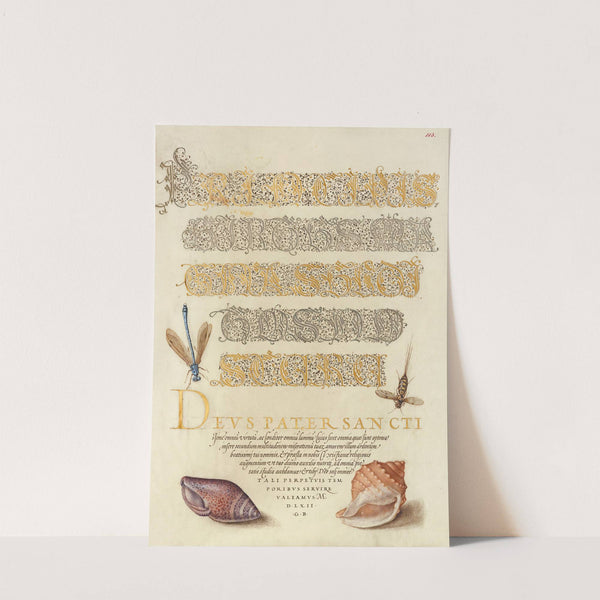 Damselfly, Insect, and Marine Mollusks (1561–1596) by Joris Hoefnagel