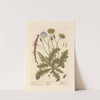 Dandelion (1739) by Elizabeth Blackwell