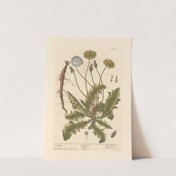 Dandelion (1739) by Elizabeth Blackwell