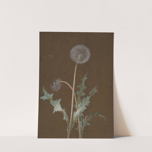 Dandelion by Barbara Regina Dietzsch