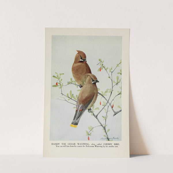 Dandy the Cedar Waxwing (Cherry Bird) by Louis Agassiz Fuertes