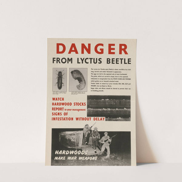 Danger From Lyctus Beetle by Anonymous