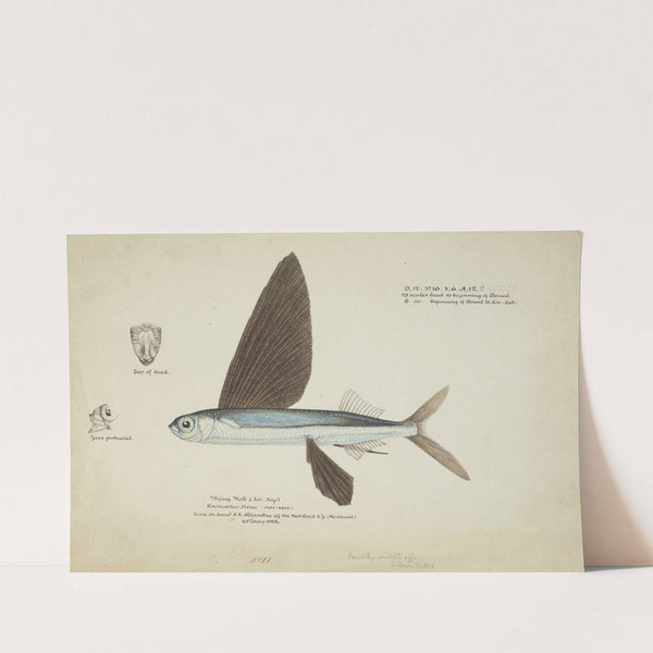 Danichthys cribrosus (NZ) : Flyfish fish by Frank Edward Clarke