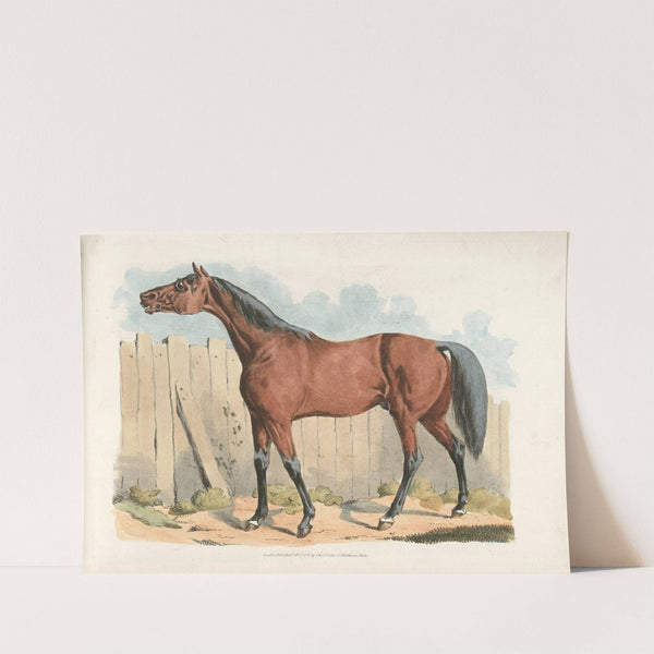 Dark-brown horse (1817-1818) by Henry Thomas Alken