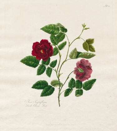 Dark China Rose (1799)