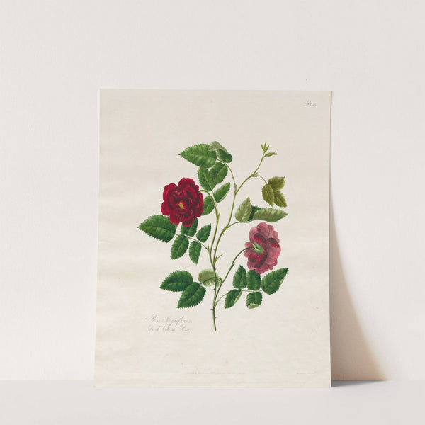 Dark China Rose (1799) by Mary Lawrence