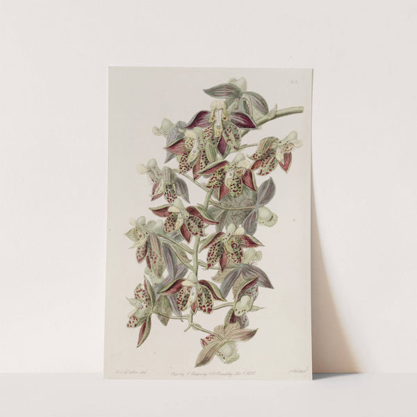 Dark-flowered Catasetum by Sydenham Edwards