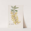 Dark Green Forsythia by Sydenham Edwards