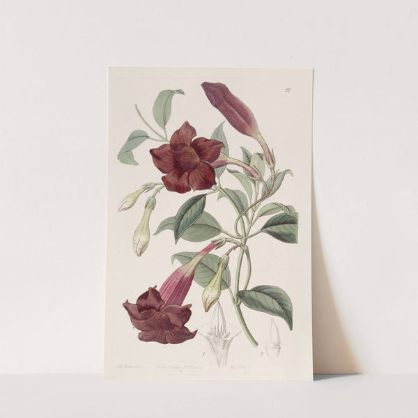 Dark-purple Echites (1815-1819) by Sydenham Edwards