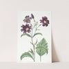 Dark-purple Salpiglossis by Sydenham Edwards