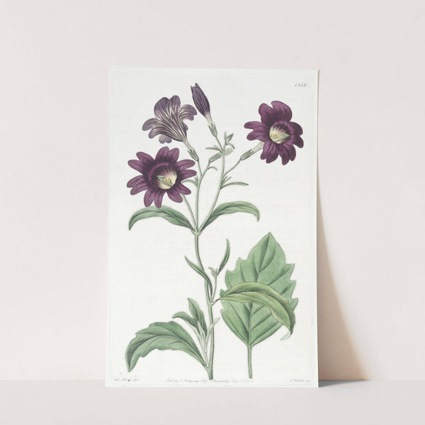 Dark-purple Salpiglossis by Sydenham Edwards