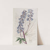 Dark-purple Variable Larkspur by Sydenham Edwards