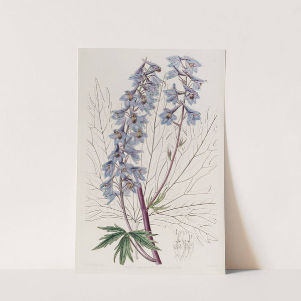 Dark-purple Variable Larkspur by Sydenham Edwards