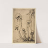 Darlingtonia (ca. 1934) by Bertha Jaques