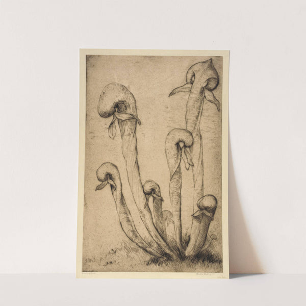 Darlingtonia (ca. 1934) by Bertha Jaques
