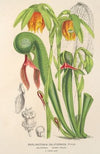 Darlingtonia californica