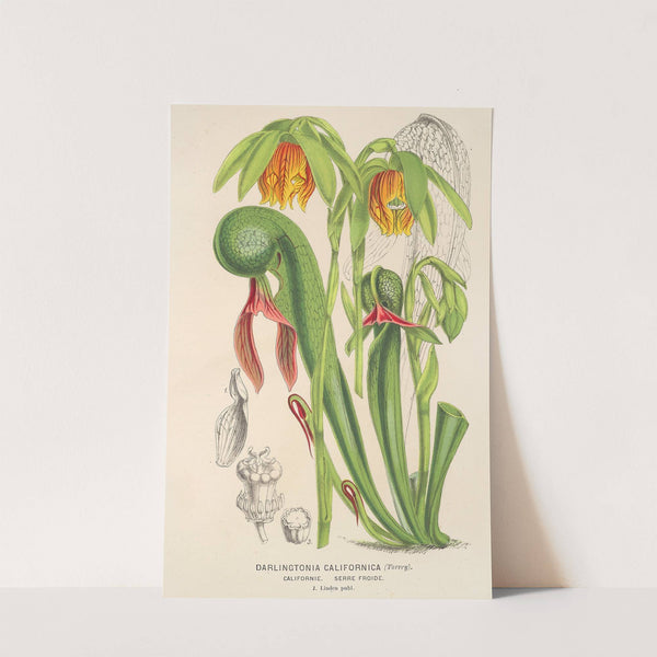 Darlingtonia californica by Charles Antoine Lemaire