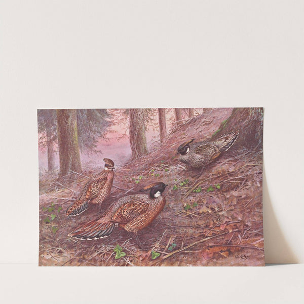 Darwin's Koklass Pheasant, Styan's Koklass Pheasant by George Edward Lodge