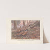 Darwin’s Koklass Pheasants; Styan’s Koklass Pheasants. (1918-1922) by George Edward Lodge