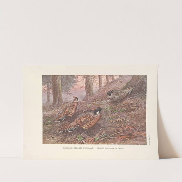 Darwin’s Koklass Pheasants; Styan’s Koklass Pheasants. (1918-1922) by George Edward Lodge