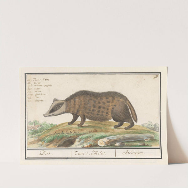 Das (Meles meles) Das. Taxus Melus. Blaireau (1596-1610) by Anselmus Boëtius de Boodt