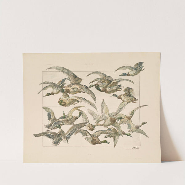 Das Thier in der decorativen Kunst Pl.19 by Anton Seder