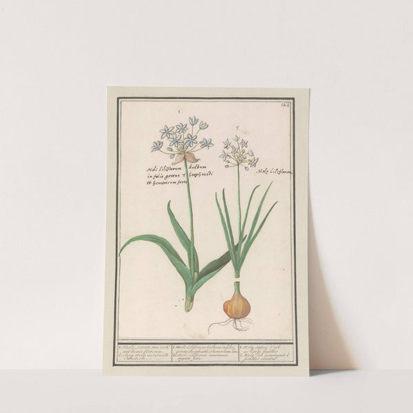 Daslook (Allium ursinum) (1596-1610) by Anselmus Boëtius de Boodt