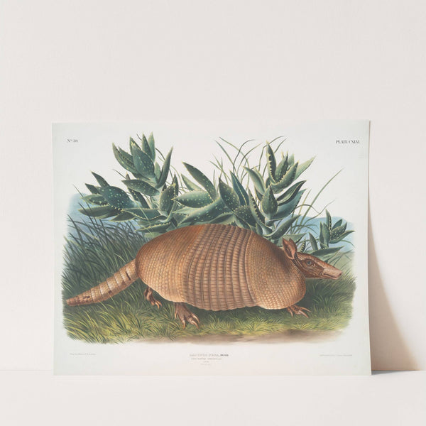 Dasypus Peba, Nine-banded Armadillo. Male. Natural size. (1845-1848) by John Woodhouse Audubon