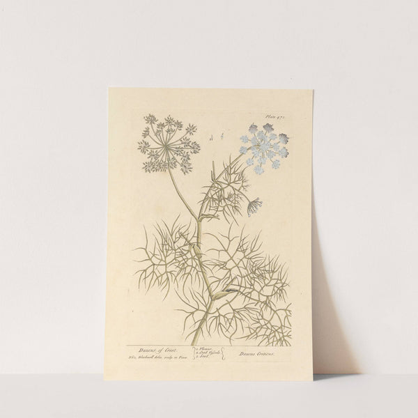Daucus of creet (1739) by Elizabeth Blackwell