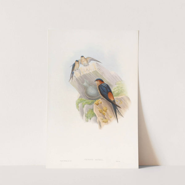 Daurian Mosque-Swallow by John Gould