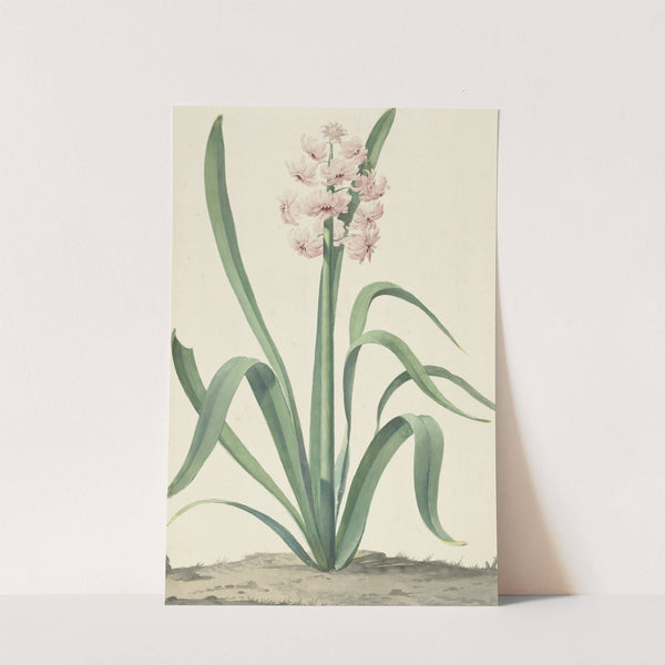 De roze hyacint Rex Rubrorum by Jan Augustini