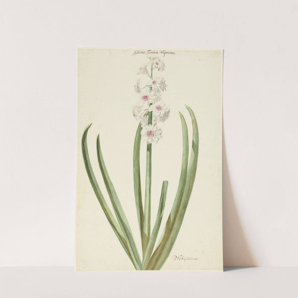 De rozewitte hyacint Gloria Florum Suprema by Jan Augustini