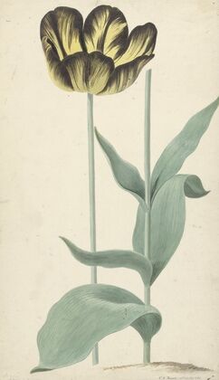 De tulp Bizard Catafalque (1765)