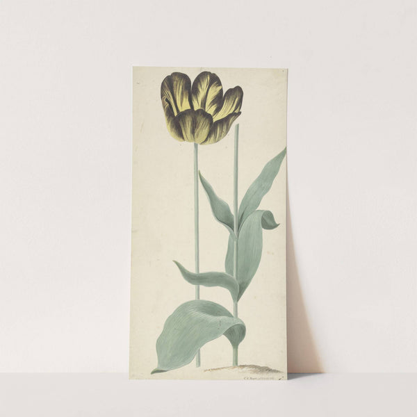De tulp Bizard Catafalque (1765) by Cornelis van Noorde