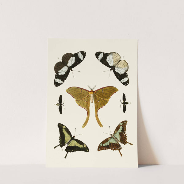 De uitlandsche kapellen voorkomende in de drie waereld-deelen, Asia, Africa en America pl02 (1779-1782) by Pieter Cramer