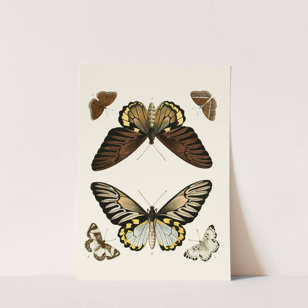 De uitlandsche kapellen voorkomende in de drie waereld-deelen, Asia, Africa en America pl11 (1779-1782) by Pieter Cramer