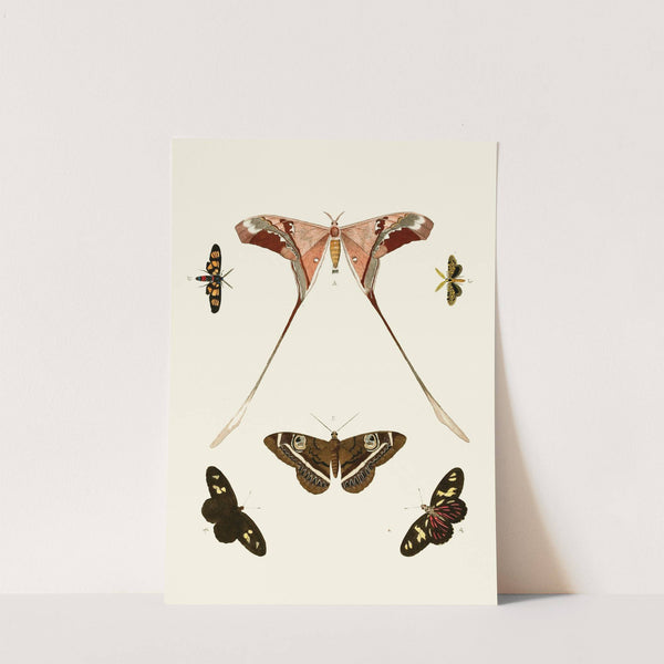 De uitlandsche kapellen voorkomende in de drie waereld-deelen, Asia, Africa en America pl13 (1779-1782) by Pieter Cramer