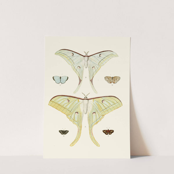 De uitlandsche kapellen voorkomende in de drie waereld-deelen, Asia, Africa en America pl31 (1779-1782) by Pieter Cramer