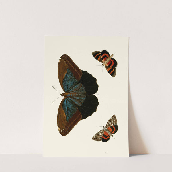 De uitlandsche kapellen voorkomende in de drie waereld-deelen, Asia, Africa en America pl33 (1779-1782) by Pieter Cramer