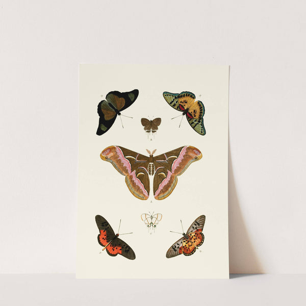 De uitlandsche kapellen voorkomende in de drie waereld-deelen, Asia, Africa en America pl39 (1779-1782) by Pieter Cramer