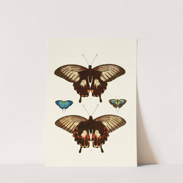 De uitlandsche kapellen voorkomende in de drie waereld-deelen, Asia, Africa en America pl40 (1779-1782) by Pieter Cramer