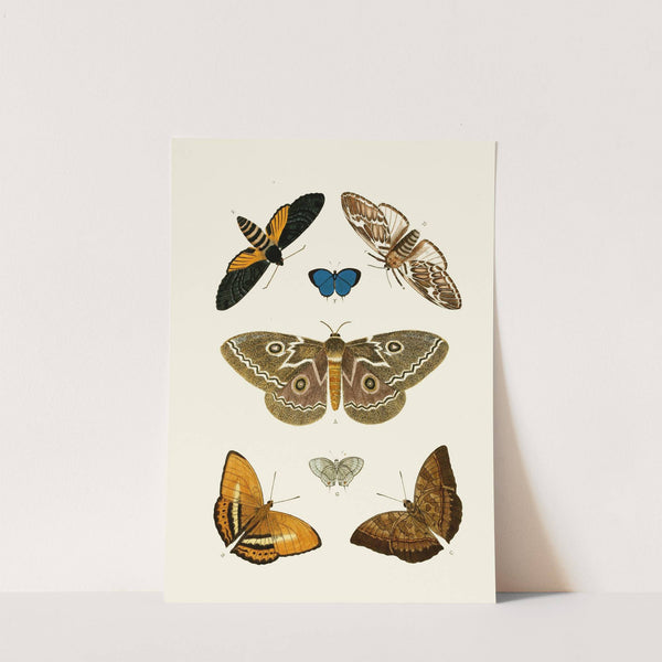 De uitlandsche kapellen voorkomende in de drie waereld-deelen, Asia, Africa en America pl46 (1779-1782) by Pieter Cramer