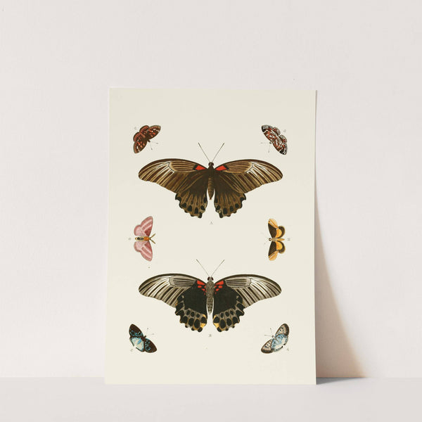 De uitlandsche kapellen voorkomende in de drie waereld-deelen, Asia, Africa en America pl50 (1779-1782) by Pieter Cramer