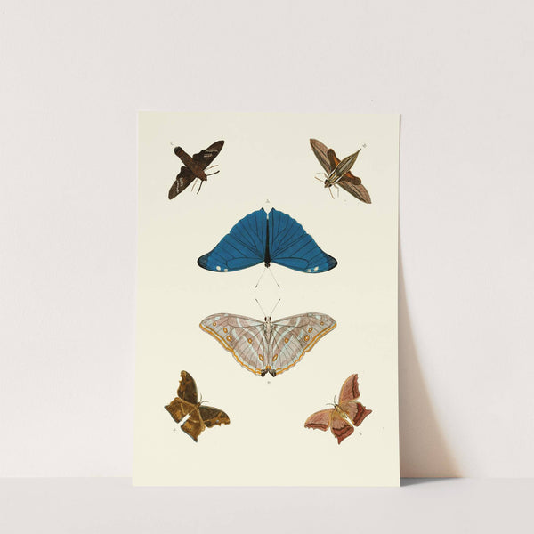 De uitlandsche kapellen voorkomende in de drie waereld-deelen, Asia, Africa en America pl61 (1779-1782) by Pieter Cramer