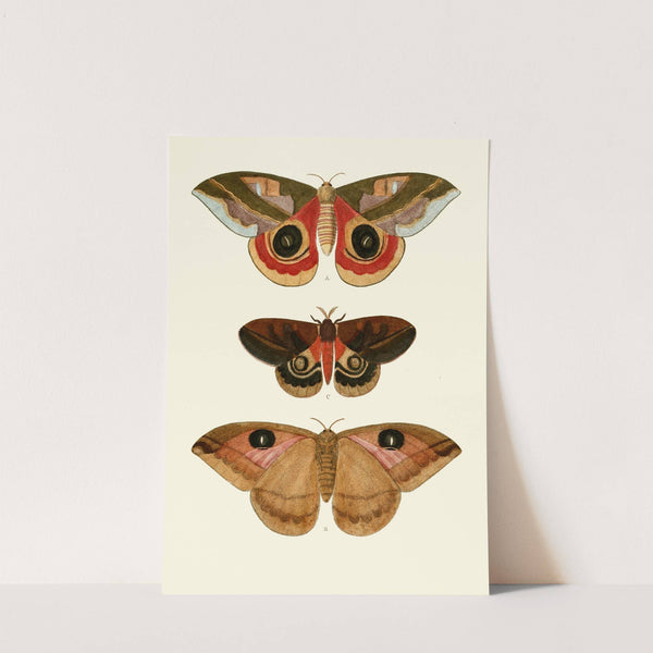 De uitlandsche kapellen voorkomende in de drie waereld-deelen, Asia, Africa en America pl64 (1779-1782) by Pieter Cramer