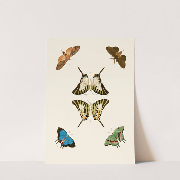 De uitlandsche kapellen voorkomende in de drie waereld-deelen, Asia, Africa en America pl72 (1779-1782) by Pieter Cramer