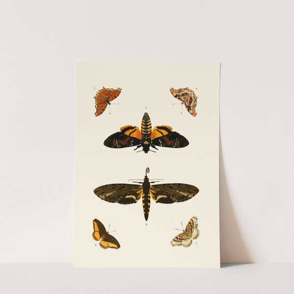 De uitlandsche kapellen voorkomende in de drie waereld-deelen, Asia, Africa en America pl78 (1779-1782) by Pieter Cramer