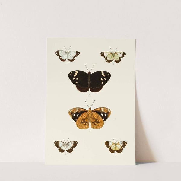 De uitlandsche kapellen voorkomende in de drie waereld-deelen, Asia, Africa en America pl95 (1779-1782) by Pieter Cramer